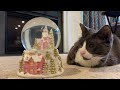 cats are suspicious of a snow globe @PattyandWillie