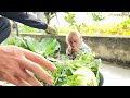 Bibi enlisted with Dad to harvest vegetables help grandma!