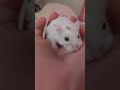 My cute little hamster