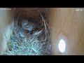 House Sparrow Nest Building Time Lapse -  Empty to 1st Egg