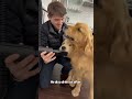 Dogs Are Obsessed with Human Brother