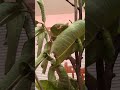 Caterpillar turning into a monarch butterfly