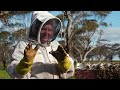 Swarm Frenzy: Mastering the Art of Catching a Massive Bee Swarm | The Bush Bee Man