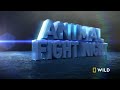 The Fight to Survive (Full Episode) | Animal Fight Night