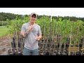 Consistent Fruit Production Made Easy | Cuttings 101