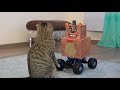 Cartoon Cat and Rory adventure- Kick the Buddy in real life Toilet Paper Challenge and Fnaf Racing