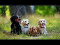 Best Fun & Relaxing TV for Dogs - Ease Your Dog's Anxiety With our Ultimate Music Collection - NEW