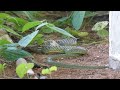 Golden Tree Snake eating a Tokeh gecko in northeastern Thailand.