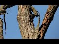 Woodpecker Doing What They Do Best