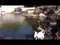 Bull Terrier attempts to retrieve frisbee from water