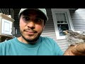 Rescuing and Raising a Baby Sparrow!! The Story of Pichio!
