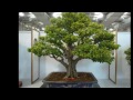 Bonsai Exhibition  2013 in Taipei Part 1 第十八回全國盆栽展