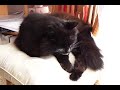 Slow Mo Pussy Licking Foot - What a tongue!