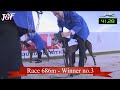 Greyhound Racing - Champions - Track race 686m 🏆