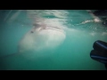 Hassaan Abdeen & Julien Bartolozzi - Whale Shark Dive @ Oslob, Philippines - Feb 3rd, 2015