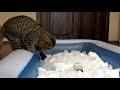 Cat vs Ice Bath Challenge - Can Rory walk on snow?