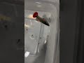Female Guppy in Danger while Giving Birth