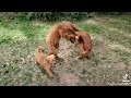 Slo-mo Goldendoodle Battle w Mom!