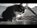 Will my cat Mimi catch the drop of water? Part 1