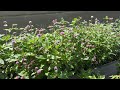 July Container Garden Tour! West Rooftop Deck Garden🪴