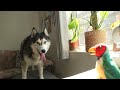 Husky Has Argument With Bird That Talks Back!