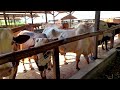 SAPI LIMOUSIN SUPER JUMBO JUMBO #peternakan #penggemukan #sapijumbo #seputarsapi #youtube