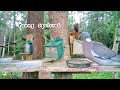 Common wood pigeons VS Red squirrels 💗🐿️🐿️🕊️🕊️