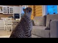 Cheetah Gerda accepted an invitation to warm up in the house! She likes it while Messi is away.