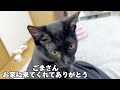 【黒猫の魅力】性格や特徴、黒猫あるある５選！