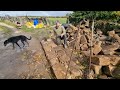 How to build a Dry Stone Wall.        Part 1: Laying the Foundation.