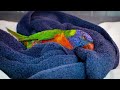 Rainbow Lorikeets - Everything You Never Knew (and Less!)