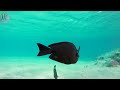 Under Red Sea 4K 🐠 Beautiful Coral Reef Fish in Aquarium, Sea Animals for Relaxation - 4K Videos