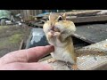 Belly Rubbing Early March Chipmunk