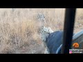 Buffalo Smashes Car to Try Chase Lions Away