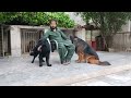 Black German shepherd puppies. Dogs Kennel in Punjab @Punjabpets