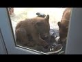 Mama Bear, 2 Cubs Swim in Pool and Play with Shoes - (Arcadia, CA)