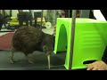 Kiwi on a Treadmill