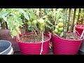 15 Tomato Tips for a Successful Tomato Garden: From Container Mix to Epsom Salt & A Bonus Tip