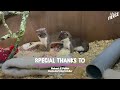 Tiny Baby Stoat Has The Best Reaction When She Meets Someone Like Her | The Dodo Little But Fierce