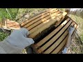 First Honeybee Hive Inspection