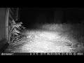 Fox in Garden on Trail Camera