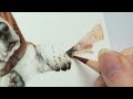 Drawing the cutest basset hound | A colored pencil timelapse