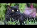 Relax with 20 Minutes of Black Cats Only