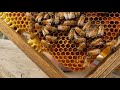New Beekeepers Learn To Walk Before You Run