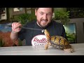 Top 5 BEST BOX TURTLE Foods You Can Buy!
