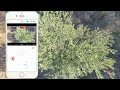 HOVER AIR X1 - How to fly in Manual Mode without a remote controller using the Hover X1 app