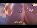 Rescued Wild Horse Gives Birth To A...😍 | The Dodo