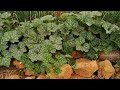 Tour within a Moroccan farm