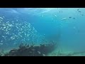 Dive Adventure | 4 Wrecks in Key Largo | USCG Duane, USCG Bibb, Spiegel, Benwood