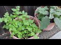 Growing Mustard Greens from Seeds (with actual results)